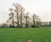 843519 Gezicht op de boerderij Provincialeweg 116 te Bunnik, met enkele bijgebouwen.